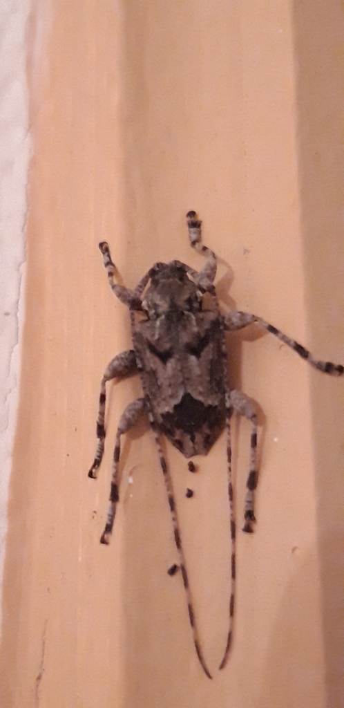 Cryptic Flat-faced Longhorn