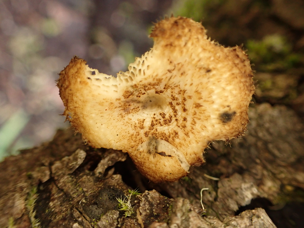 Lentinus arcularius · December 2025 · photo: © ecoman (iNaturalist, cc-by)