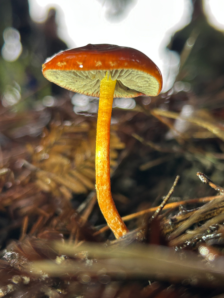 Leratiomyces ceres · January 2026 · photo: © nettiecat (iNaturalist, cc-by)