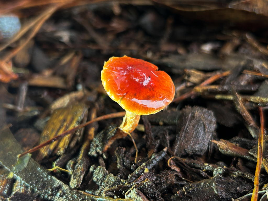 Leratiomyces ceres · January 2026 · photo: © nettiecat (iNaturalist, cc-by)