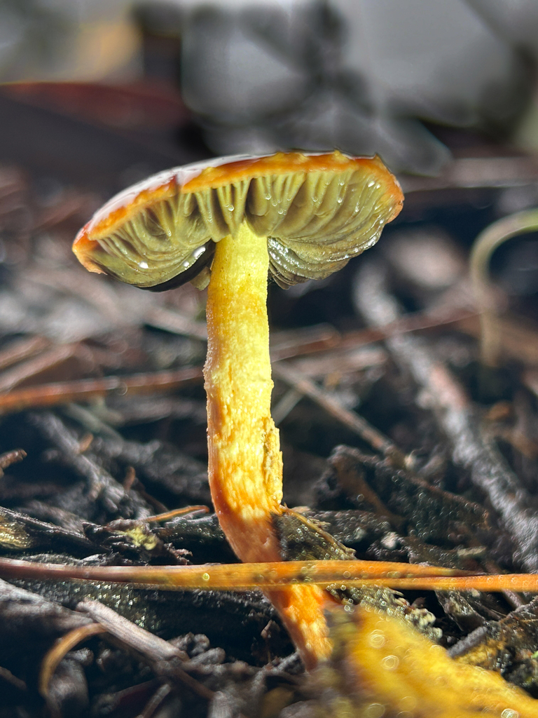 Leratiomyces ceres · January 2026 · photo: © nettiecat (iNaturalist, cc-by)