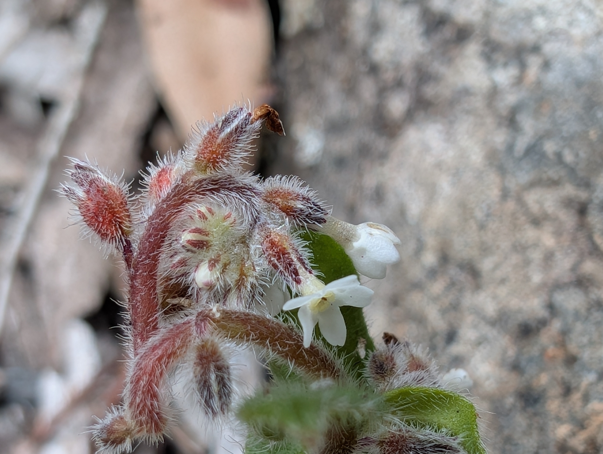 Australian forget-me-not