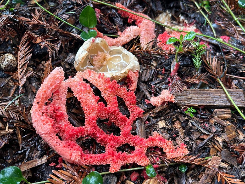 Clathrus ruber · January 2026 · photo: © nettiecat (iNaturalist, cc-by)