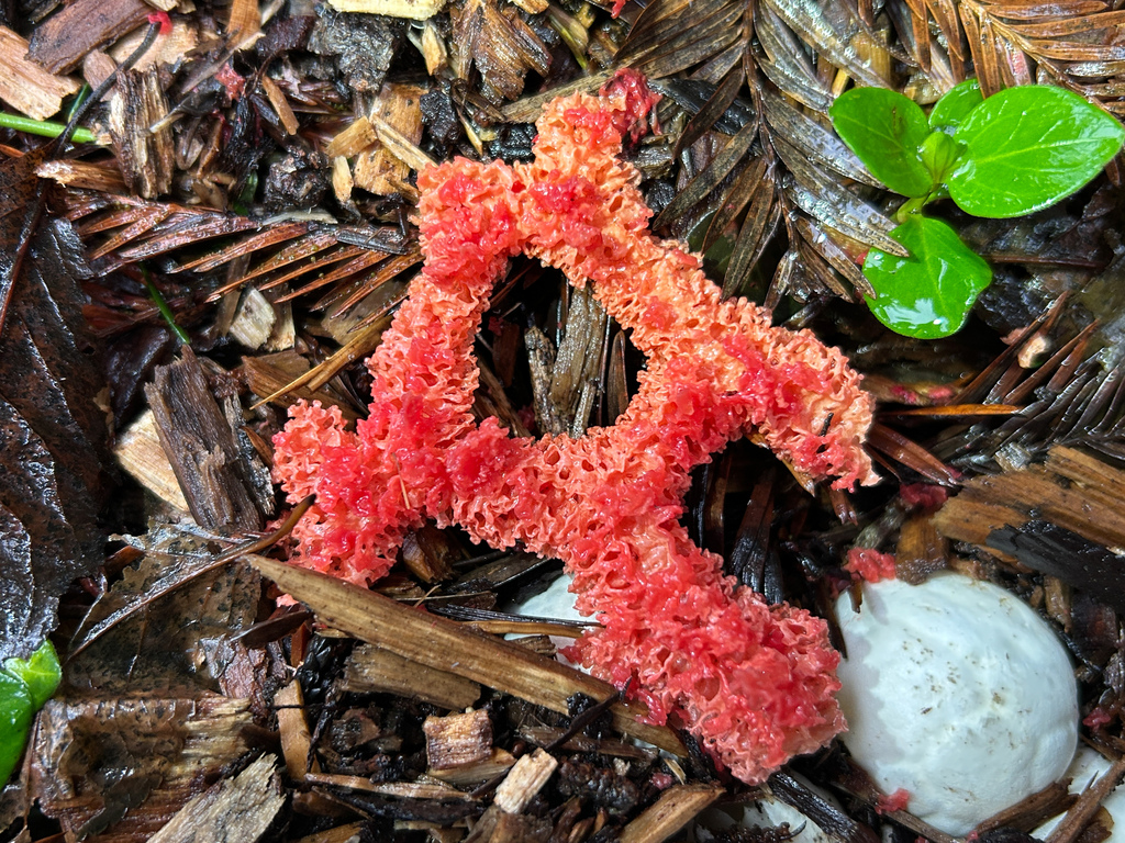 Clathrus ruber · January 2026 · photo: © nettiecat (iNaturalist, cc-by)