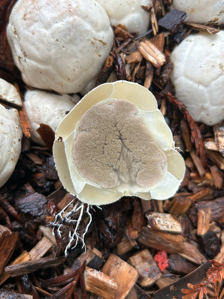 Clathrus ruber · January 2026 · photo: © nettiecat (iNaturalist, cc-by)