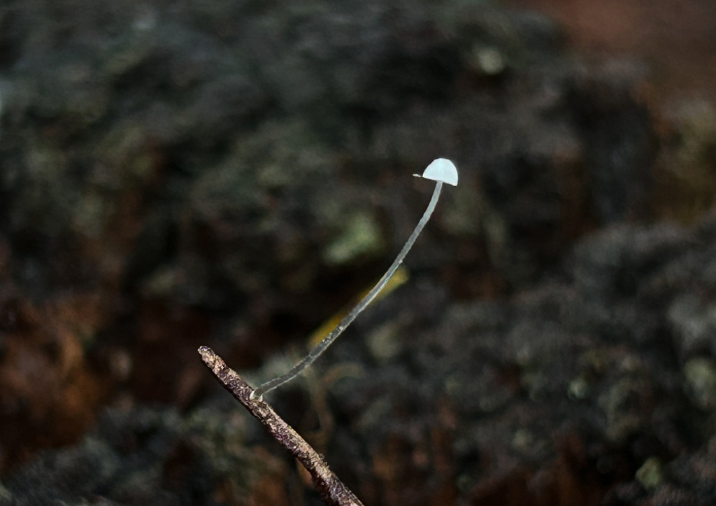 Mycena tenerrima · January 2026 · photo: © nettiecat (iNaturalist, cc-by)