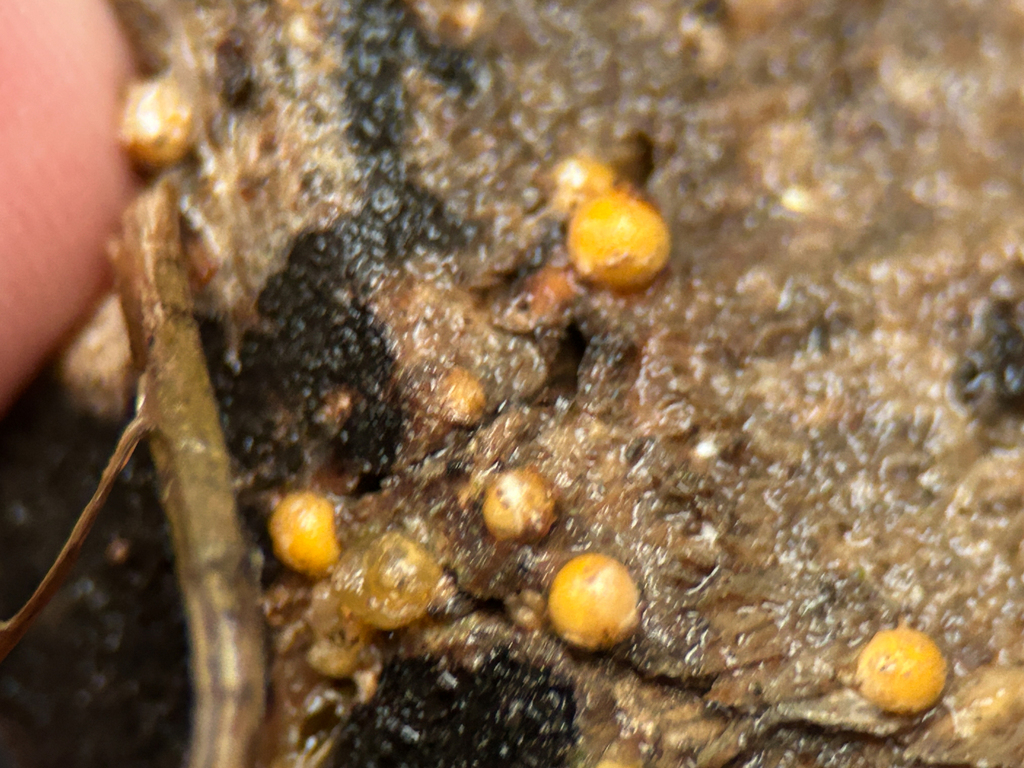 Sphaerobolus stellatus · January 2026 · photo: © nettiecat (iNaturalist, cc-by)