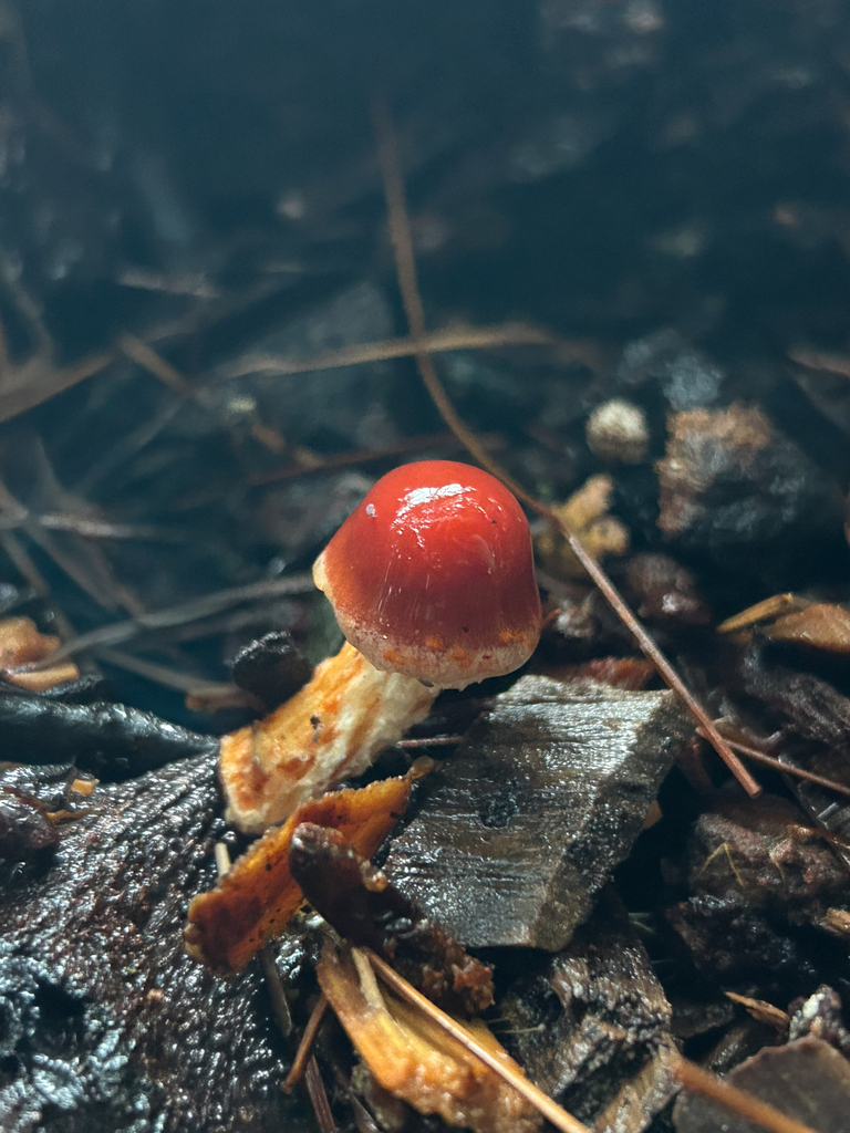 Leratiomyces ceres · January 2026 · photo: © nettiecat (iNaturalist, cc-by)