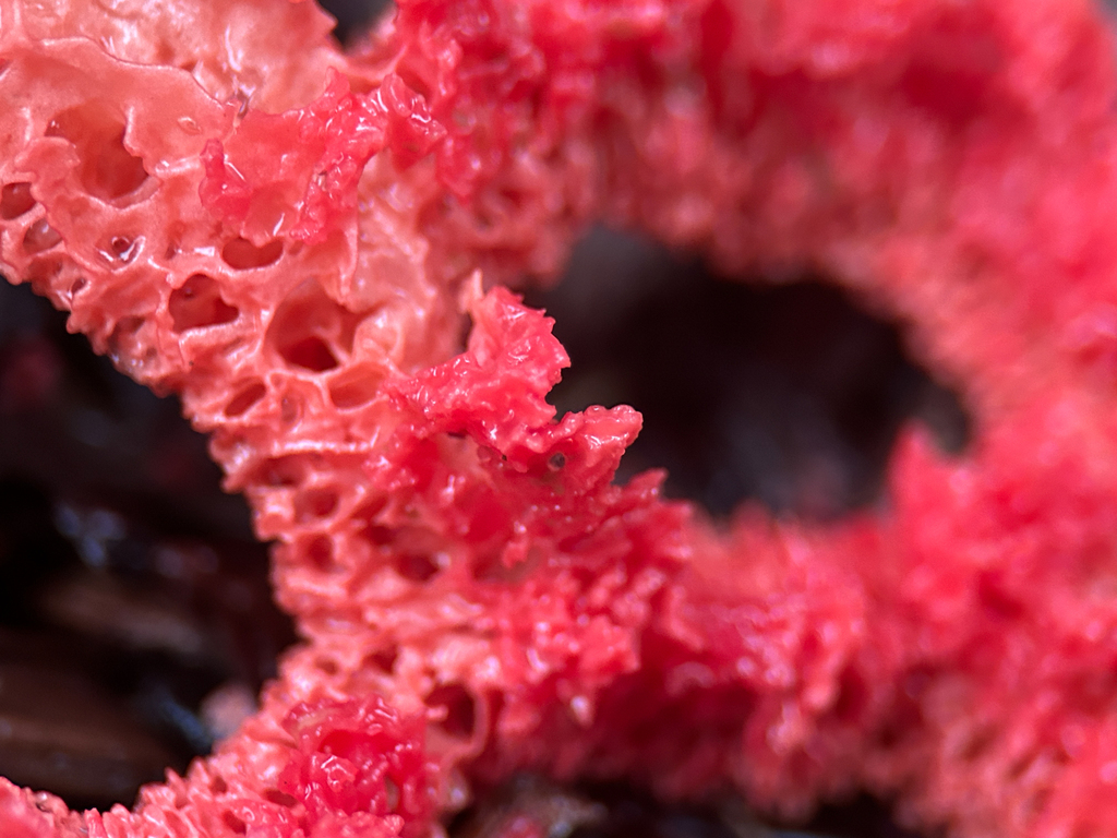 Clathrus ruber · January 2026 · photo: © nettiecat (iNaturalist, cc-by)