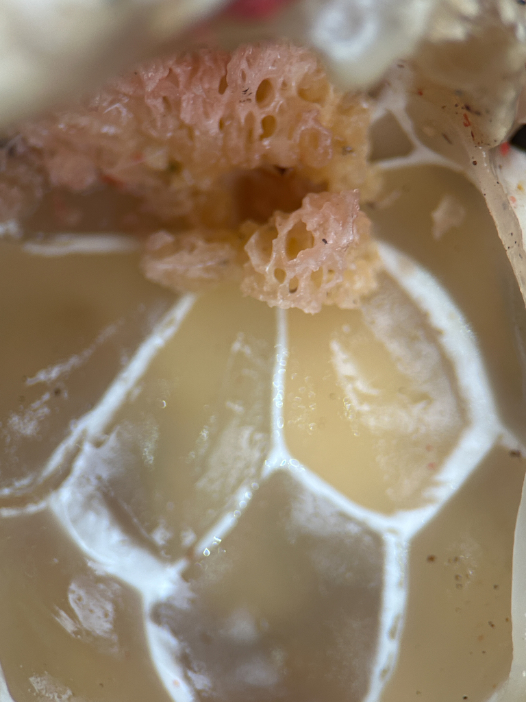 Clathrus ruber · January 2026 · photo: © nettiecat (iNaturalist, cc-by)