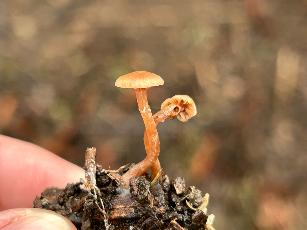 Tubaria furfuracea · January 2026 · photo: © nettiecat (iNaturalist, cc-by)
