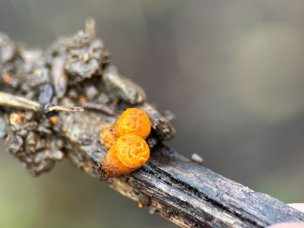 Crucibulum laeve · January 2026 · photo: © nettiecat (iNaturalist, cc-by)