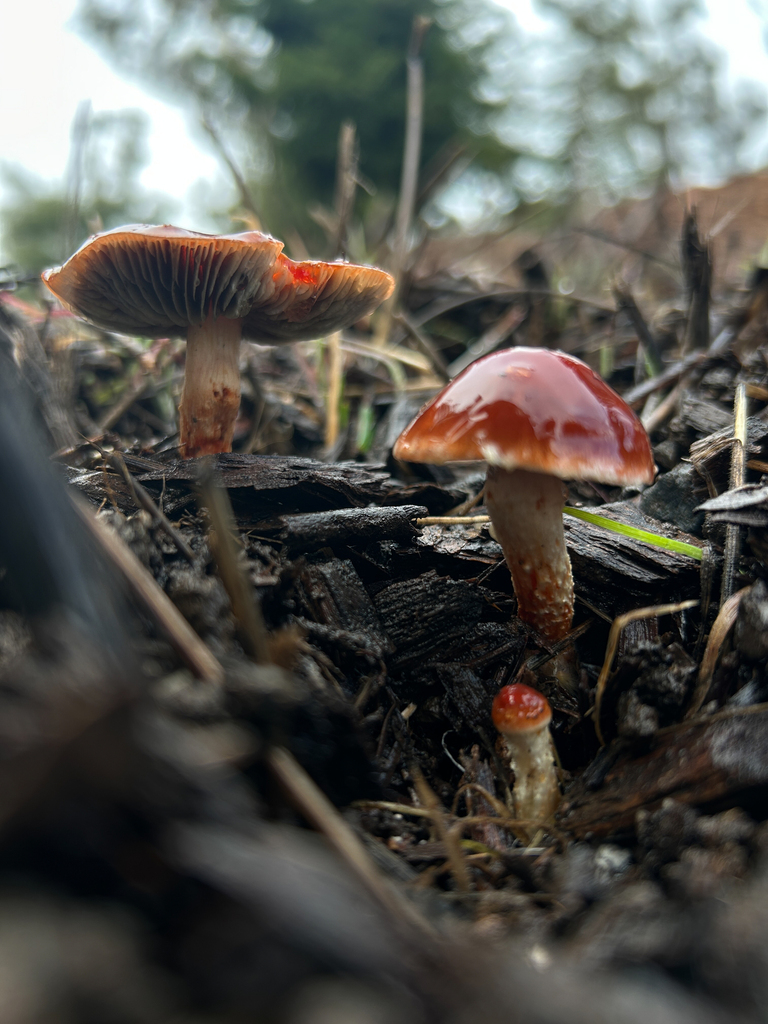 Leratiomyces ceres · January 2026 · photo: © nettiecat (iNaturalist, cc-by)