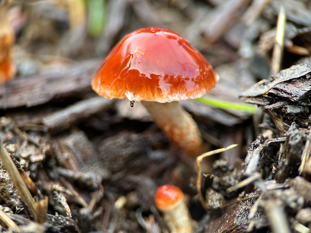Leratiomyces ceres · January 2026 · photo: © nettiecat (iNaturalist, cc-by)