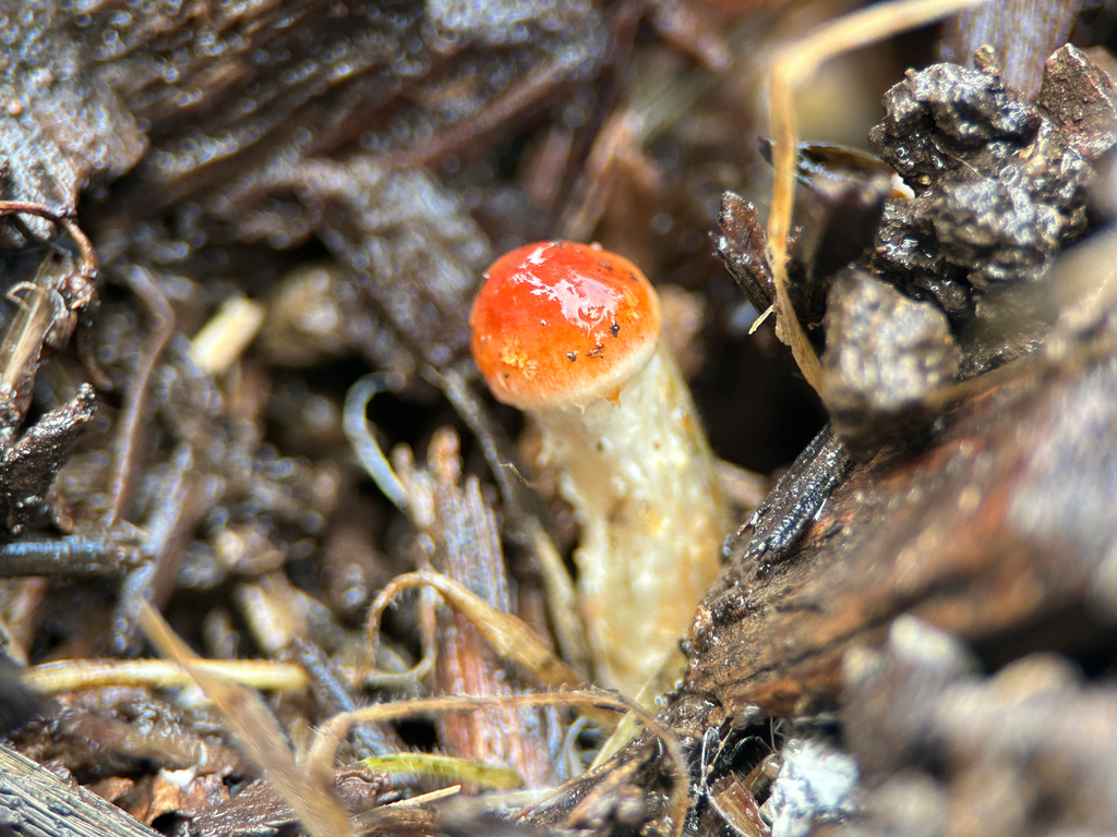 Leratiomyces ceres · January 2026 · photo: © nettiecat (iNaturalist, cc-by)