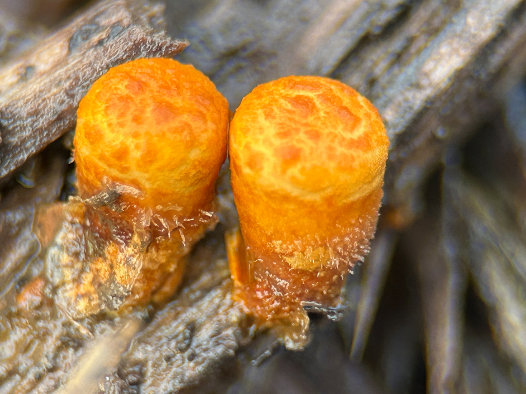 Crucibulum laeve · January 2026 · photo: © nettiecat (iNaturalist, cc-by)