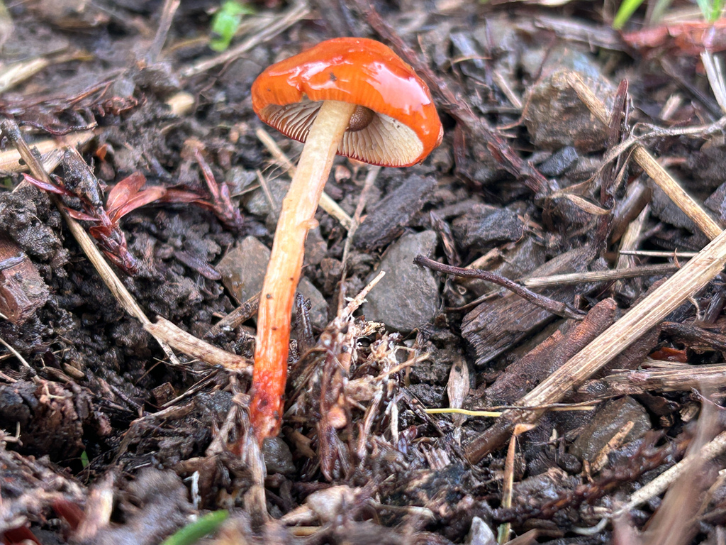 Leratiomyces ceres · January 2026 · photo: © nettiecat (iNaturalist, cc-by)