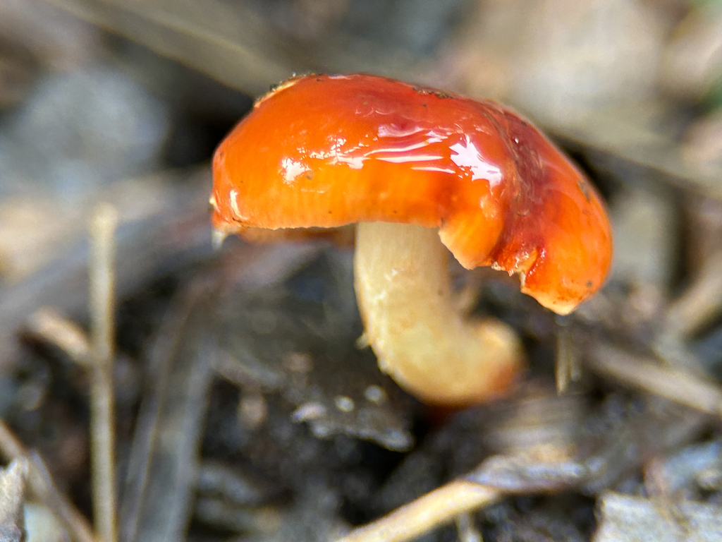 Leratiomyces ceres · January 2026 · photo: © nettiecat (iNaturalist, cc-by)