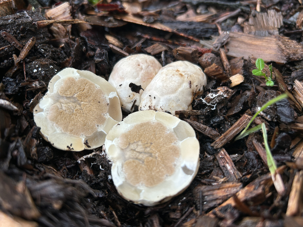 Clathrus ruber · January 2026 · photo: © nettiecat (iNaturalist, cc-by)