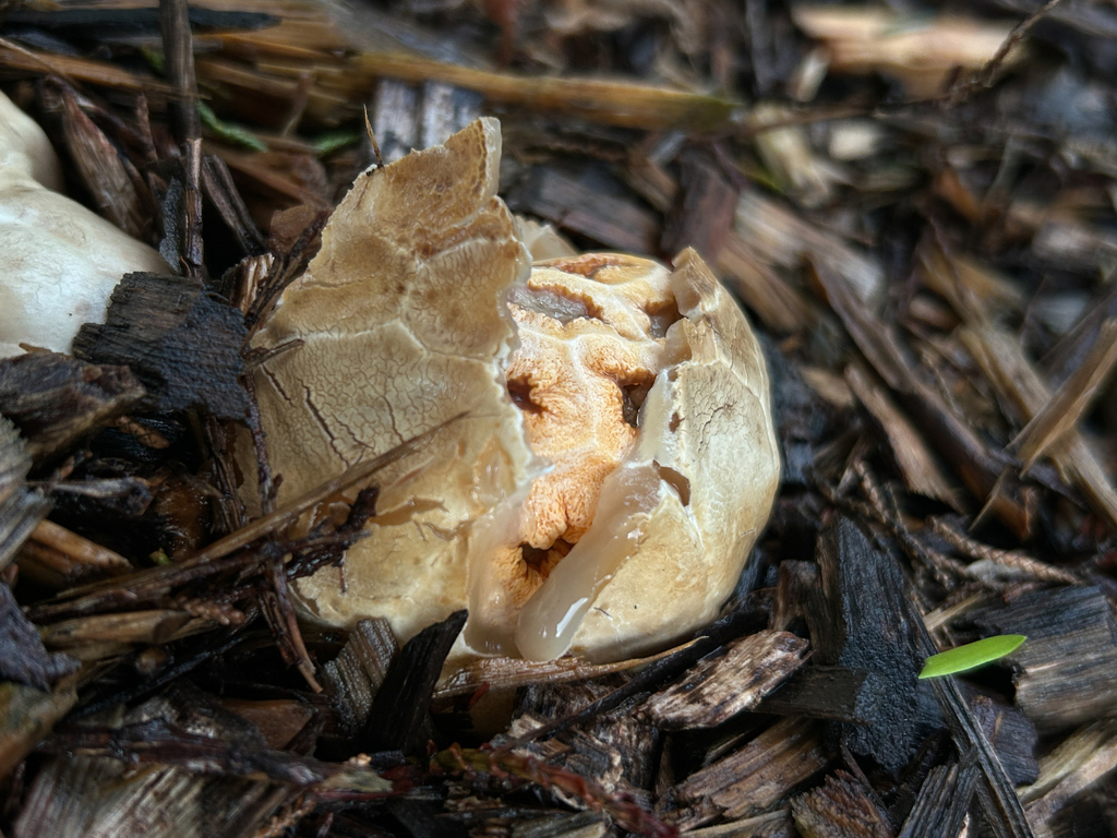 Clathrus ruber · January 2026 · photo: © nettiecat (iNaturalist, cc-by)