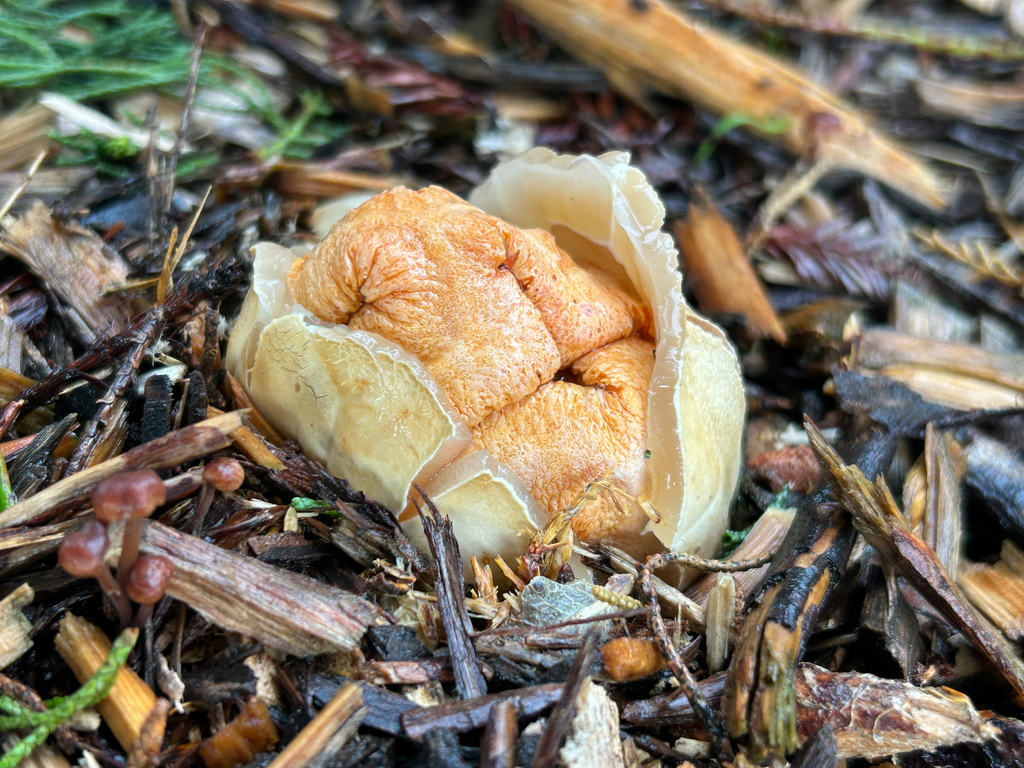 Clathrus ruber · January 2026 · photo: © nettiecat (iNaturalist, cc-by)