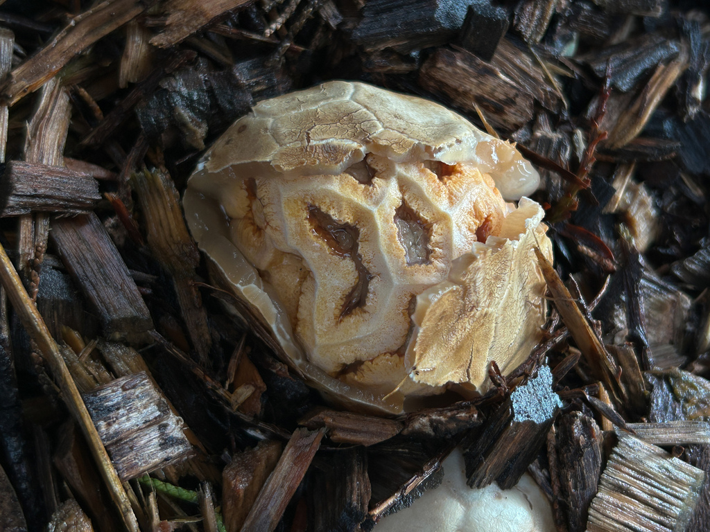 Clathrus ruber · January 2026 · photo: © nettiecat (iNaturalist, cc-by)