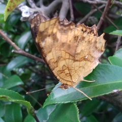 Polygonia c-aureum