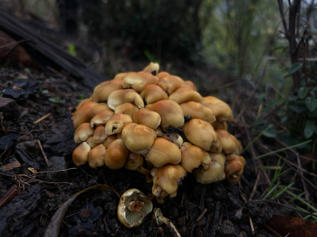 Hypholoma fasciculare · January 2026 · photo: © nettiecat (iNaturalist, cc-by)