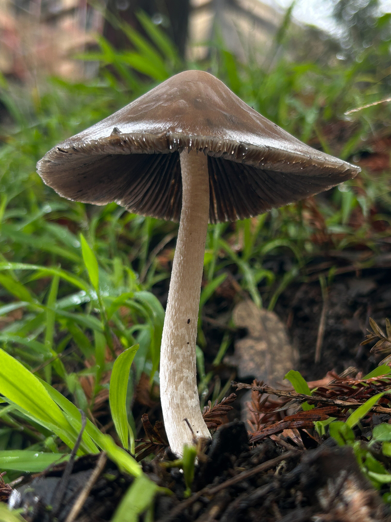Psathyrella longipes · January 2026 · photo: © nettiecat (iNaturalist, cc-by)