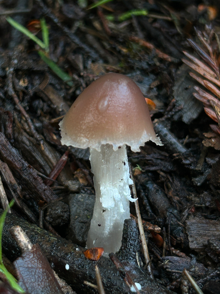 Psathyrella longipes