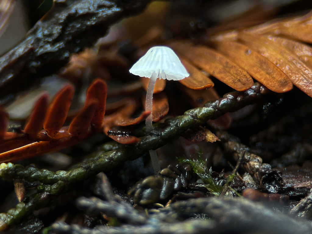 Mycena tenerrima · January 2026 · photo: © nettiecat (iNaturalist, cc-by)