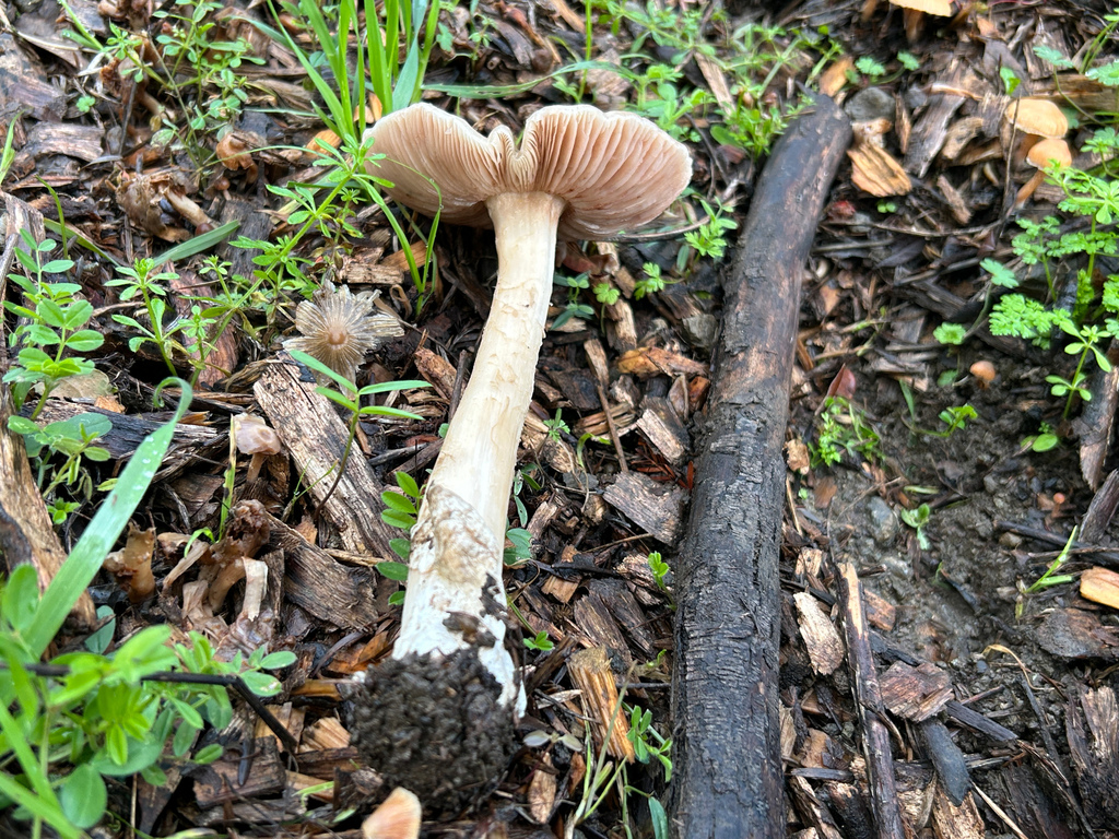 Volvopluteus gloiocephalus · January 2026 · photo: © nettiecat (iNaturalist, cc-by)