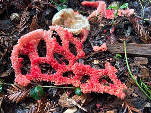 Clathrus ruber