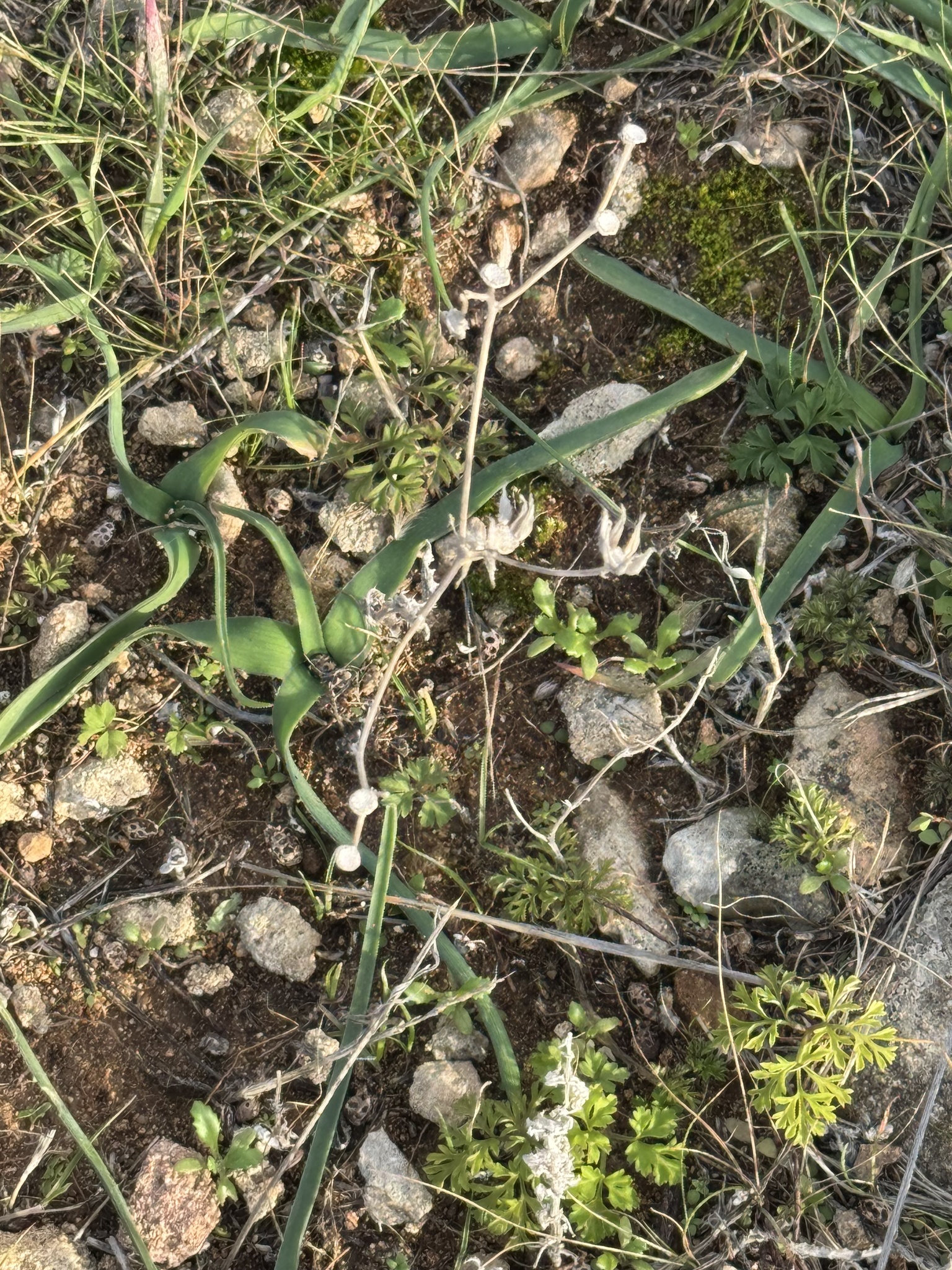 Tassel hyacinth