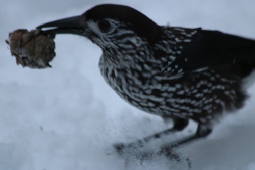 Northern Nutcracker (Nucifraga caryocatactes), photo 1