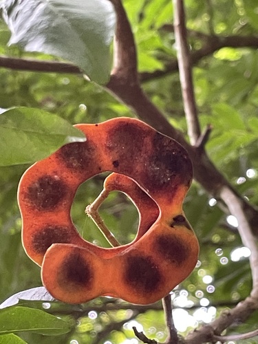 Foto de Pararchidendron pruinosum