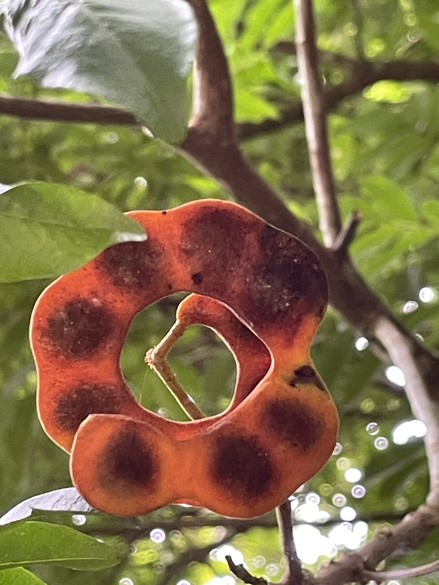 Imagem de Pararchidendron pruinosum