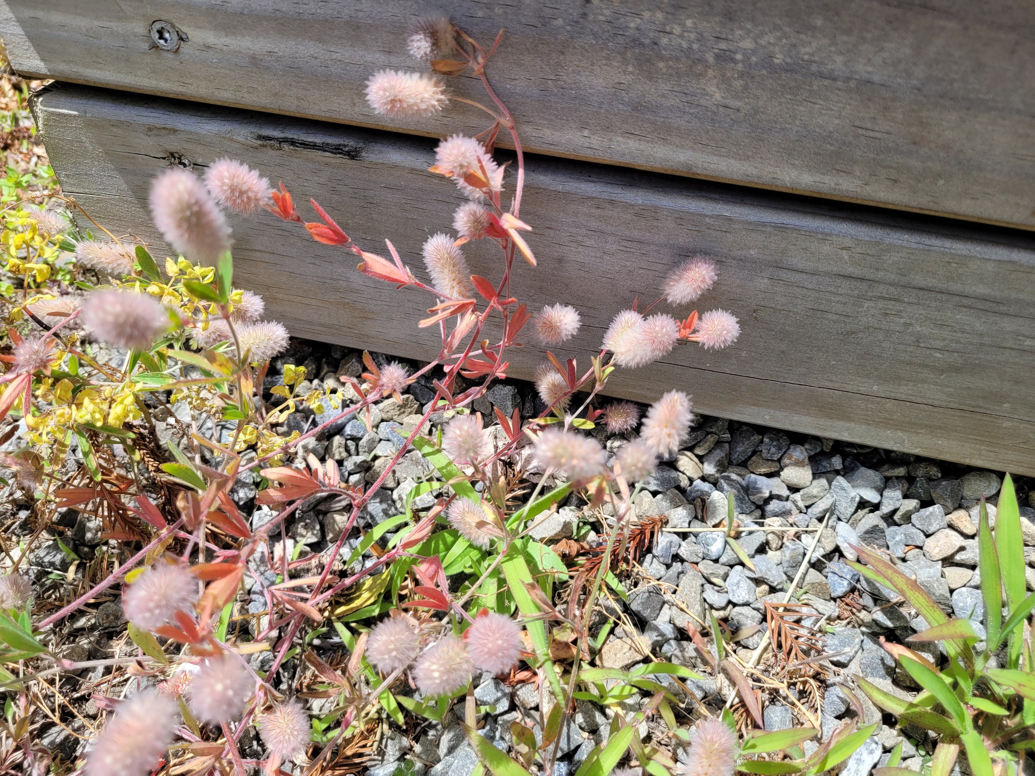 Hare's-foot clover
