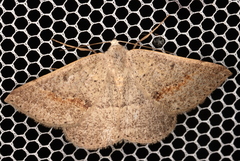 Nearcha tristificata