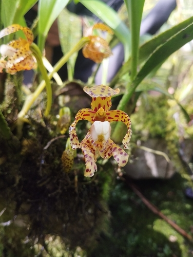 Bulbophyllum incisilabrum