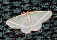 Mixocera latilineata