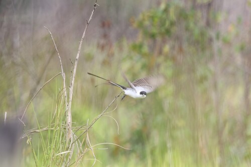 Fork-tailed Flycatcher (Tyrannus savana), photo 5