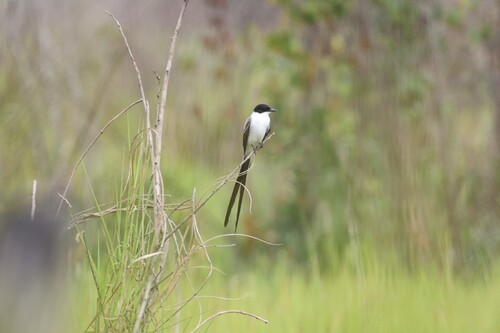 Fork-tailed Flycatcher (Tyrannus savana), photo 4