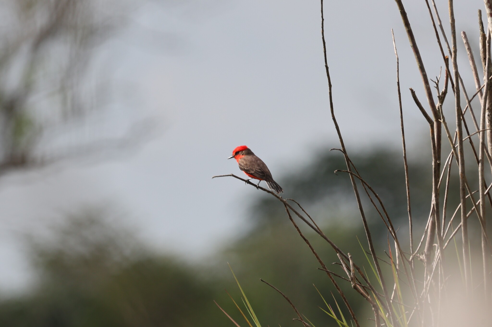 Vermilion Flycatcher (Pyrocephalus rubinus), photo 5