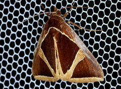 Agamana conjungens
