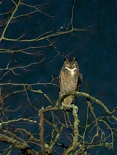 View observation of {o.common_name} on iNaturalist