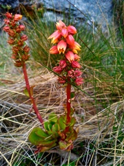 Echeveria bicolor
