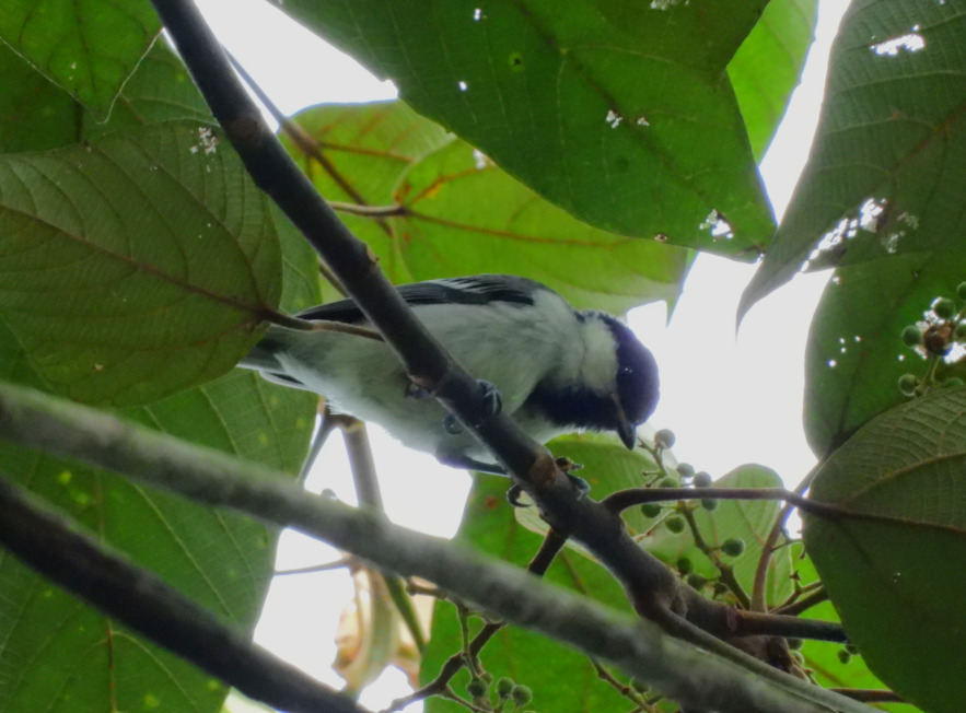 Parus cinereus (Parus cinereus) — Biodiversitas Nusantara ...
