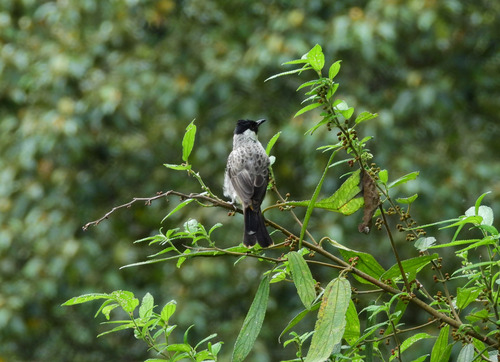 Pycnonotus aurigaster