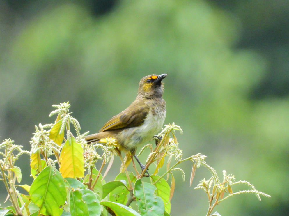 Orange-spotted Bulbul (Pycnonotus bimaculatus)